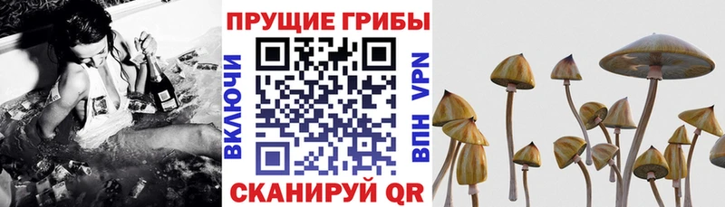 Псилоцибиновые грибы Psilocybe  Пестово 